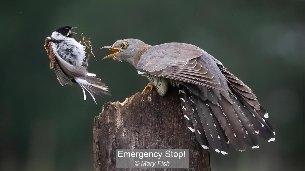 Emergency Stop!_Mary Fish